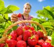 Die Erdbeersaison beginnt später als erwartet (Foto: AdobeStock - petejau 94481812)