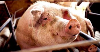 Neustrukturierung des BMLEH ab März: Effizient, aber ohne (Foto: Deutscher Tierschutzbund e.V.)