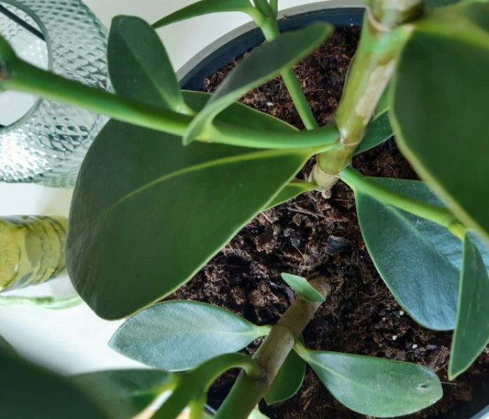 Warum Schimmel auf der Erde entsteht - und was wirklich hilft (Foto: frux)